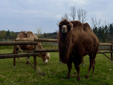 Velbloudice Frída z táborské zoo získala novou kamarádku. Přijela z Dánska