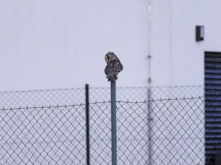 O víkendu foťte přírodu kolem sebe a zapojte se do City Nature Challenge, vyzvali vědci