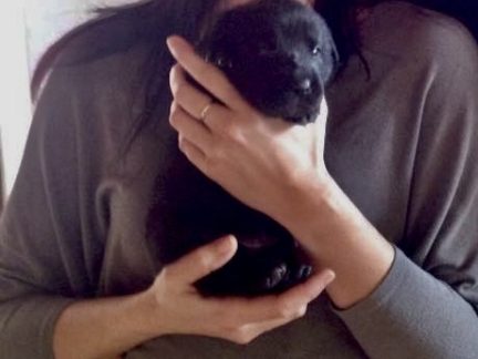 Podvodníci nabízeli na internetu štěňata labradora. Zájemce obrali o desítky tisíc