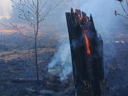 Hoří Branišovský les. Hasiči vyhlásili druhý stupeň požárního poplachu