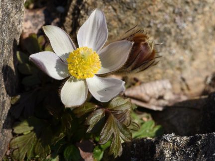 Úspěch třeboňské botanické. Hvězdou sezony je koniklec, objeví se ale i masožravky