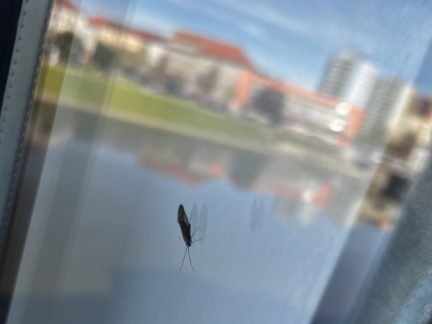 Mračna hmyzu obsadila v uplynulých dnech okolí řeky v Písku. Odborník řekl, o jaký druh jde