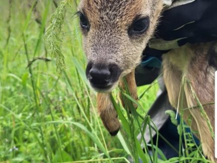 Milesrnky: Jak drony a lidská srdce zachraňují životy v trávě