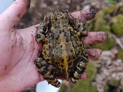 Migrační bariéry nainstalované na Písecku zachytily tisíce obojživelníků