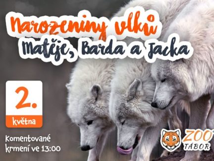 Táborská zoo v sobotu oslaví narozeniny vlčích bratrů
