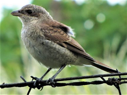 Kam o víkendu na Táborsku: Ptačí zpěv, příroda i vernisáž fotografií