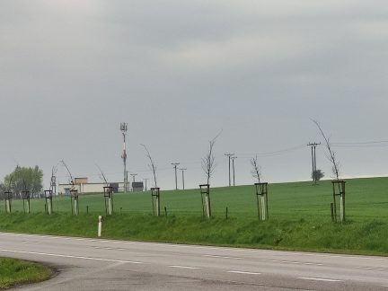 Stromky vysazené od Tábora k Milevsku z velké části uschly. Chyběla jim zálivka