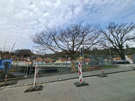 Dub bude muset ustoupit  rekonstrukci mostu v Krumlově. Kácení původně v plánu nebylo