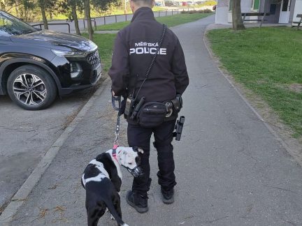 Fena pitbula napadala v Táboře ostatní psy. Úřady zvíře majitelce odebraly
