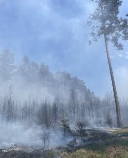 Les v Kadolci hlídali hasiči po požáru celou noc. Vítr znovu rozfoukal několik ohnisek