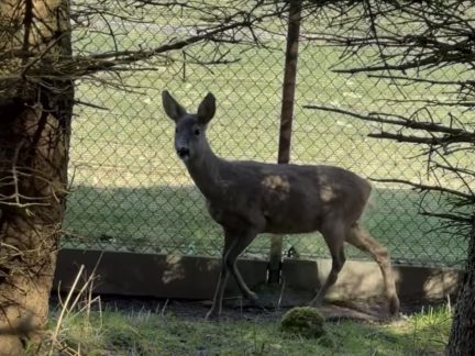 Policisté na Strakonicku řešili od začátku května desítky střetů aut se zvěří