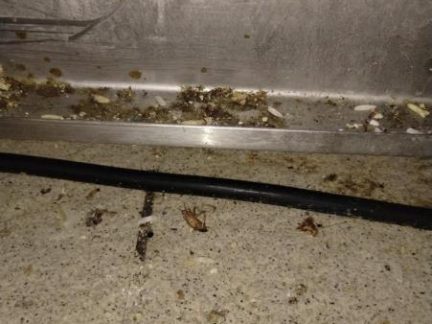 Švábi v kuchyni, skladu i lednici. Inspekce uzavřela asijskou restauraci v IGY