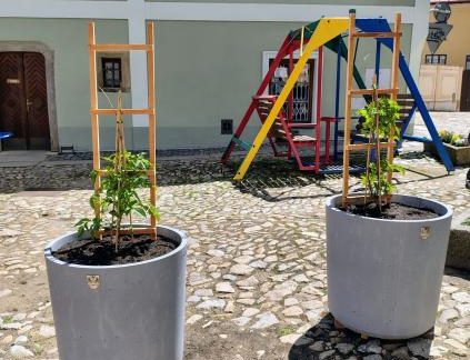 Kostelní ulici  v Jindřichově Hradci v horkých dnech ochladí popínavé rostliny