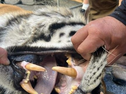 Tygr Oliver ze Zoo Hluboká se odstěhoval do Hodonína