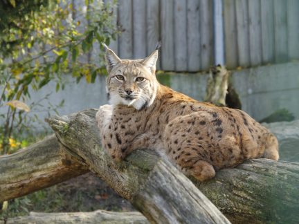 Den pro českou přírodu v Zoo Hluboká nad Vltavou