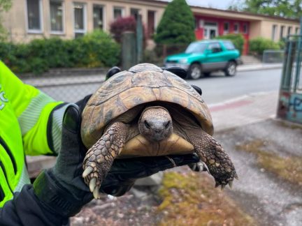 Po ulici v Táboře si to štrádovala želva. Skončila v zoo