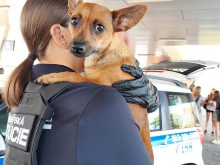 Vyděšená fena ve Strakonicích nastupovala do autobusů. Hledala štěňata?