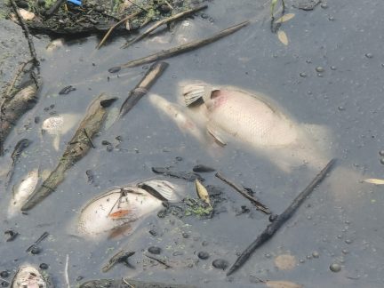 V rybníku Tovaryš u Sepekova uhynuly ryby. Nestalo se tak poprvé