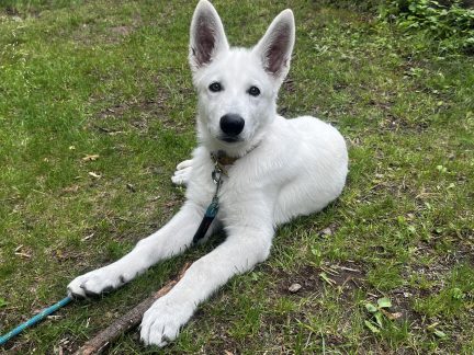 Centrální evidence psů startuje. Majitelé o ni mají zájem, hlásí jihočeští veterináři