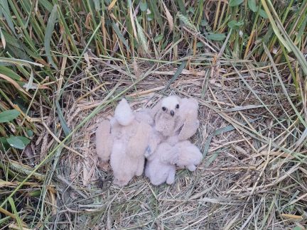 Dobrovolníci u Dražíče ochránili ptáčata ohroženého motáka