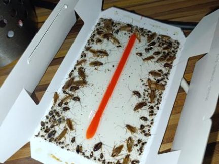 V Crystal baru v Milevsku se to hemžilo šváby. Inspekce podnik uzavřela