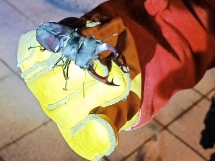 Budějovičtí strážníci vyjeli odchytávat netopýra. Vyklubal se z něj největší evropský brouk