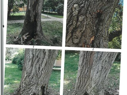 Město Tábor nechá z bezpečnostních důvodů pokácet dva topoly v Jaselské ulici