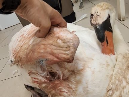 Labuťák jako zázrakem přežil srážku s vlakem u Protivína.  Za život vděčí všímavé průvodčí