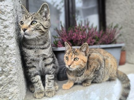 Někdo střílel po kočkách v Hrazanech. Případ vyšetřuje písecká kriminálka