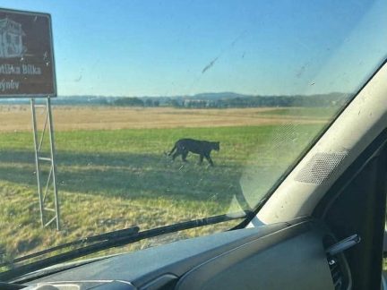 Další svědectví o záhadné šelmě na Táborsku. Nová fotografie pochází od Chýnova