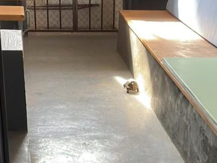 Leonardo na tripu. Želvu na útěku našli policisté u rušné silnice