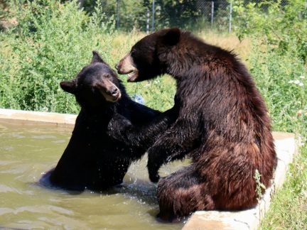 Joey a Chandler baví návštěvníky. Táborská zoo chystá setkání s oblíbenými baribaly