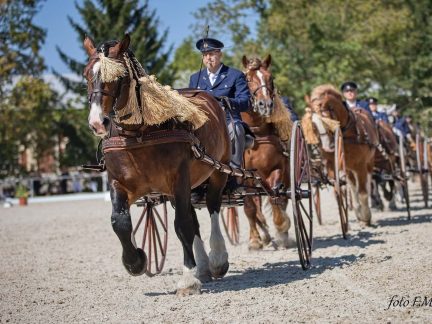 Chovatelský den v Písku nabídne přehlídku špičkových koní i velkou jezdeckou čtverylku