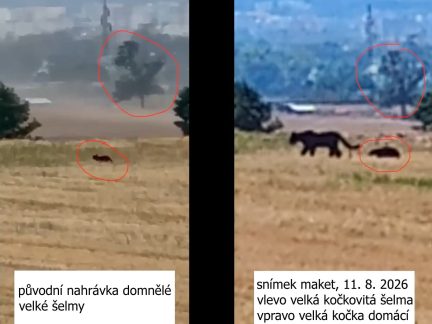 Důkazy o pohybu černé šelmy po kraji stále chybí. Lidi může děsit jen velká kočka, ukázal test