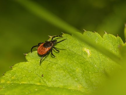 V Jihočeském kraji je za letošní sezonu nahlášeno už 630 případů lymeské boreliózy