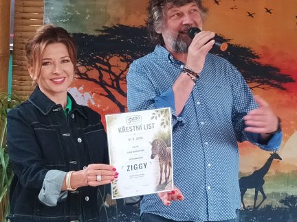 Kmotři herečka Morávková a skladatel Malásek pokřtili v Zoo Dvorec tříměsíční zebří slečnu na Ziggy