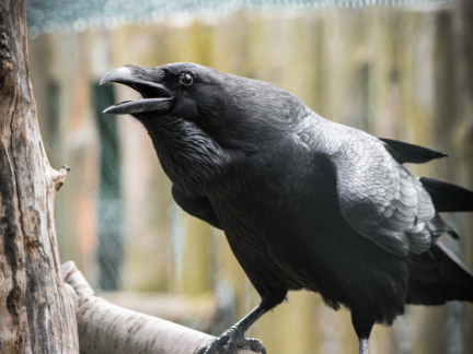 Rozloučení s prázdninami v táborské zoo obstarají inteligentní krkavci