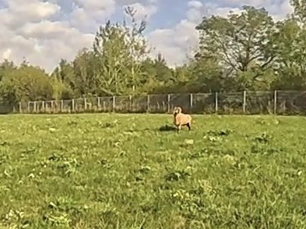 Beran na útěku zaměstnal budějovické strážníky. Jeho výlet skončil v areálu vysoké školy