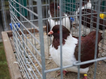 Táborsko zve na Den zemědělci, lesů, chovatelskou výstavu i Trh ve dvoře