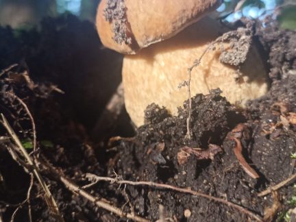Kam o víkendu na Prachaticku? Za koňmi do Bohumilic, na houby k přehradě i za hudbou do Vlachova Březí